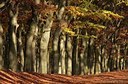 BUITEN BEELD Foto: 43164
