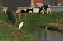 BUITEN BEELD Foto: 43188