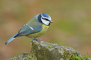 BUITEN BEELD Foto: 43215