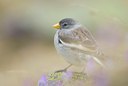 BUITEN BEELD Foto: 43225