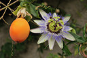 BUITEN BEELD Foto: 43243