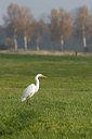 BUITEN BEELD Foto: 43247