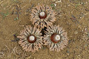 BUITEN BEELD Foto: 43250