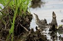 BUITEN BEELD Foto: 43262