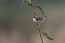BUITEN BEELD Foto: 43273