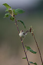 BUITEN BEELD Foto: 43274