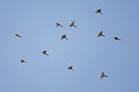 BUITEN BEELD Foto: 43282