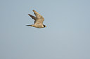 BUITEN BEELD Foto: 43285