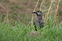 BUITEN BEELD Foto: 43294