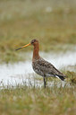 BUITEN BEELD Foto: 43335