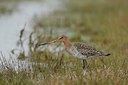 BUITEN BEELD Foto: 43342