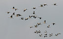 BUITEN BEELD Foto: 43343