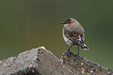 BUITEN BEELD Foto: 43344