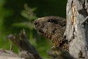BUITEN BEELD Foto: 43349