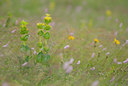BUITEN BEELD Foto: 43356