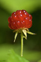 BUITEN BEELD Foto: 43379