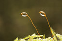 BUITEN BEELD Foto: 43391