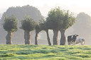 BUITEN BEELD Foto: 43414