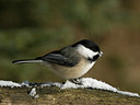 BUITEN BEELD Foto: 43437
