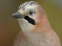 BUITEN BEELD Foto: 43476