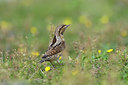 BUITEN BEELD Foto: 43547