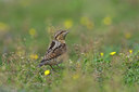 BUITEN BEELD Foto: 43548