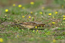BUITEN BEELD Foto: 43550