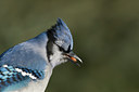 BUITEN BEELD Foto: 43604