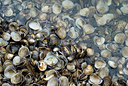 BUITEN BEELD Foto: 43645