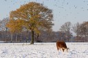 BUITEN BEELD Foto: 43680