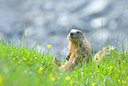 BUITEN BEELD Foto: 43696