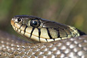 BUITEN BEELD Foto: 43754