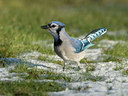 BUITEN BEELD Foto: 43785