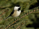 BUITEN BEELD Foto: 43786