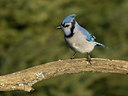 BUITEN BEELD Foto: 43787