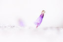 BUITEN BEELD Foto: 43800
