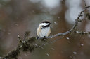 BUITEN BEELD Foto: 43855