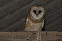 BUITEN BEELD Foto: 43866