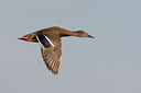 BUITEN BEELD Foto: 43879