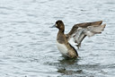 BUITEN BEELD Foto: 43927
