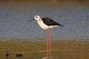 BUITEN BEELD Foto: 43960