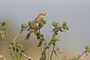 BUITEN BEELD Foto: 43982