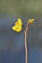 BUITEN BEELD Foto: 439041
