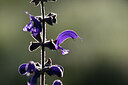 BUITEN BEELD Foto: 439051