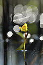 BUITEN BEELD Foto: 439063
