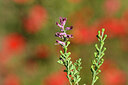 BUITEN BEELD Foto: 439066
