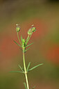 BUITEN BEELD Foto: 439090