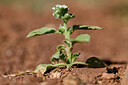 BUITEN BEELD Foto: 439091