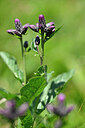BUITEN BEELD Foto: 439096