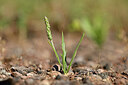 BUITEN BEELD Foto: 439105